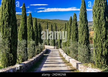 Romantische landschaftlich reizvolle Landschaft der Toskana. Gasse zu Fuß von Zypressen Bäume, typisch für die toskanische Region von Italien Stockfoto