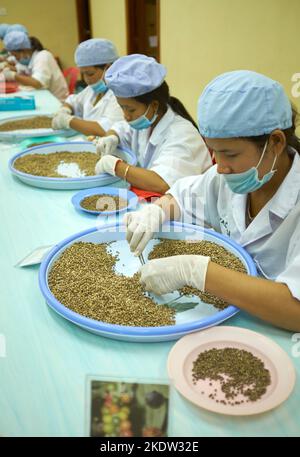 Qualitätskontrolle Produktionslinie Pepper Farm Kampot Kambodscha Stockfoto