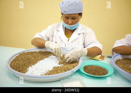 Qualitätskontrolle Produktionslinie Pepper Farm Kampot Kambodscha Stockfoto