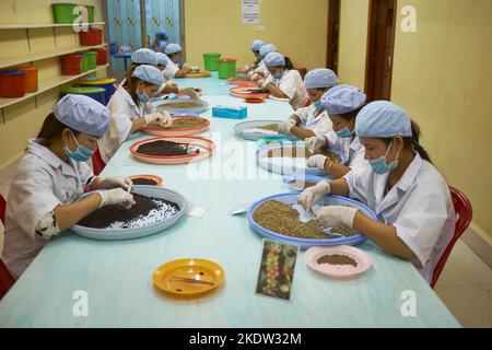 Qualitätskontrolle Produktionslinie Pepper Farm Kampot Kambodscha Stockfoto