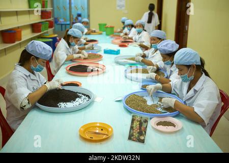Qualitätskontrolle Produktionslinie Pepper Farm Kampot Kambodscha Stockfoto