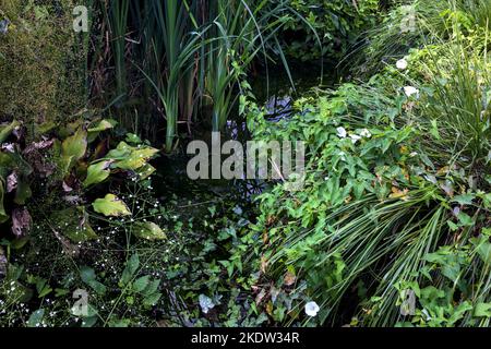 Pflanzen und Wildblumen in einem Teich an einem sonnigen Tag Stockfoto