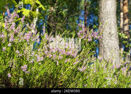 Blühende Heide auf einer Lichtung in einem Kiefernwald. Stockfoto