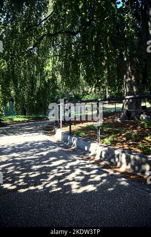 Pfad im Schatten unter einer Buche in einem Park Stockfoto
