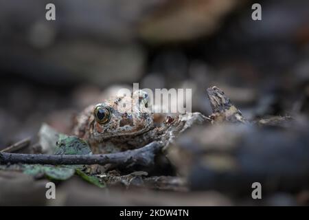 Sitzender gemeinsamer Spadefoot Stockfoto