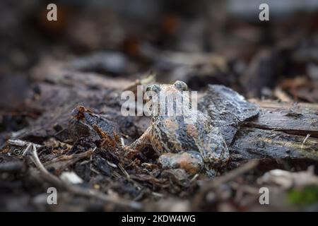 Sitzender gemeinsamer Spadefoot Stockfoto