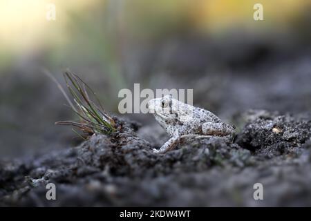 Sitzender gemeinsamer Spadefoot Stockfoto