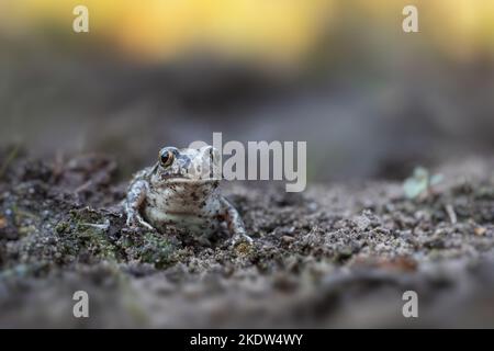 Sitzender gemeinsamer Spadefoot Stockfoto