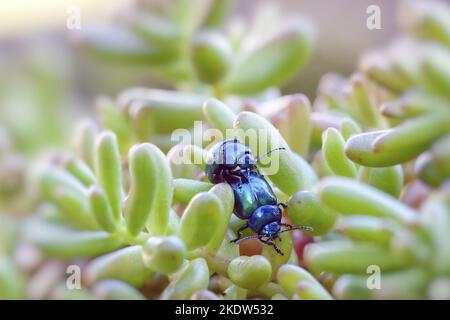 Erle leaf Beetle Stockfoto