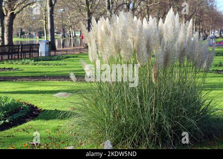 Pampagras. Cortaderia selloana wächst in einem Garten am Fluss in Bedford, Großbritannien. Stockfoto