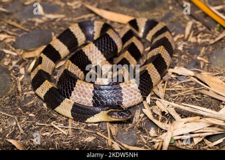 Gebänderte Krait-Schlange, Bungarus fasciatus, in freier Wildbahn hochgiftige Schlange Stockfoto
