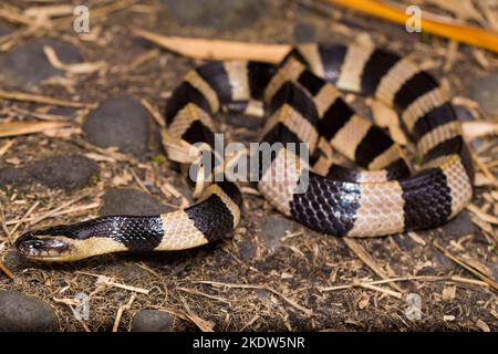 Gebänderte Krait-Schlange, Bungarus fasciatus, in freier Wildbahn hochgiftige Schlange Stockfoto