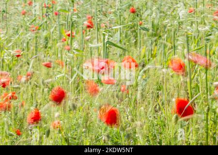 Ein abstraktes Foto von Mohnblumen auf einem Feld, mit verlockener Bewegung Stockfoto