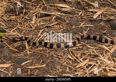 Gebänderte Krait-Schlange, Bungarus fasciatus, in freier Wildbahn hochgiftige Schlange Stockfoto