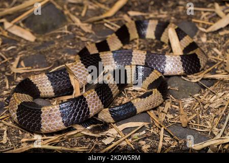 Gebänderte Krait-Schlange, Bungarus fasciatus, in freier Wildbahn hochgiftige Schlange Stockfoto
