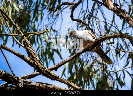 Eine australische Hautschaube (Ocyphaps lophotes), die auf einem Baum in Sydney, NSW, Australien, thront (Foto: Tara Chand Malhotra) Stockfoto