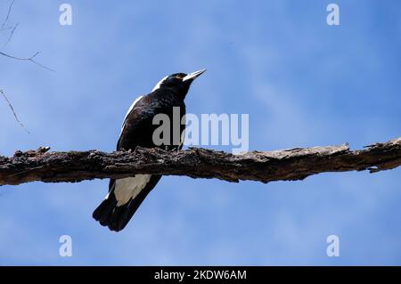 Eine australische Magpie (Gymnorhina tibicen) auf einem Baum in Sydney, NSW, Australien (Foto: Tara Chand Malhotra) Stockfoto