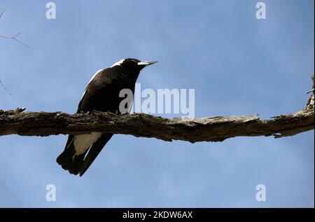 Eine australische Magpie (Gymnorhina tibicen) auf einem Baum in Sydney, NSW, Australien (Foto: Tara Chand Malhotra) Stockfoto