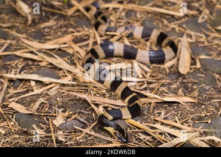 Gebänderte Krait-Schlange, Bungarus fasciatus, in freier Wildbahn hochgiftige Schlange Stockfoto