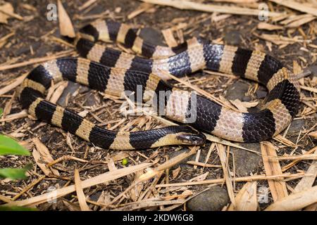 Gebänderte Krait-Schlange, Bungarus fasciatus, in freier Wildbahn hochgiftige Schlange Stockfoto