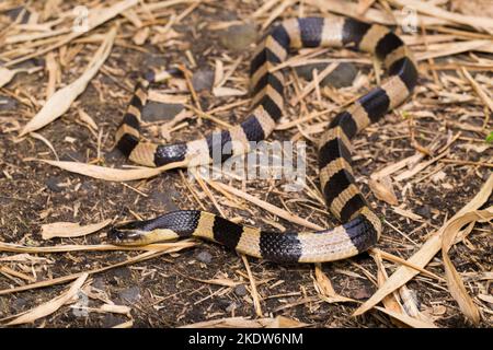 Gebänderte Krait-Schlange, Bungarus fasciatus, in freier Wildbahn hochgiftige Schlange Stockfoto