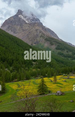 Ein Teppich aus wilden Blumen im Serre Chevalier-Tal bei Le Monêtier-les-Bains, Hautes-Alpes, Frankreich Stockfoto