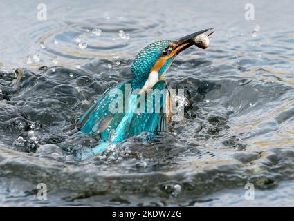 Kingfisher Tauchen in See im Vereinigten Königreich. Eisvögel bewohnen langsam fließende, flache Flüsse oder Bäche, die sauber genug sind, um Fische zu unterstützen. Stockfoto