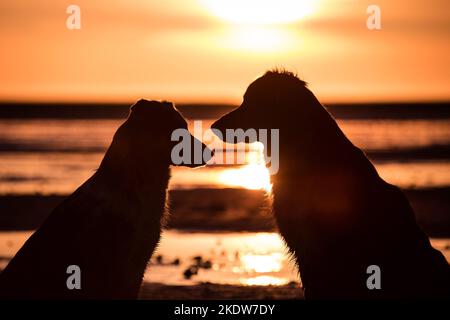 2 Hunde Stockfoto