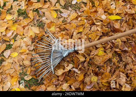 Ein Rechen, der im Herbst gefallene Blätter von Bäumen sammelt. Gelbe Blätter Stockfoto