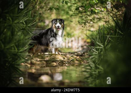 Miniatur American Shepherd Stockfoto