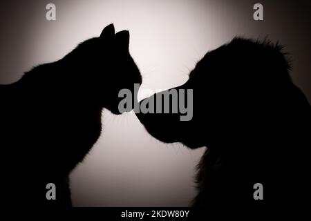 Hund und Katze Stockfoto