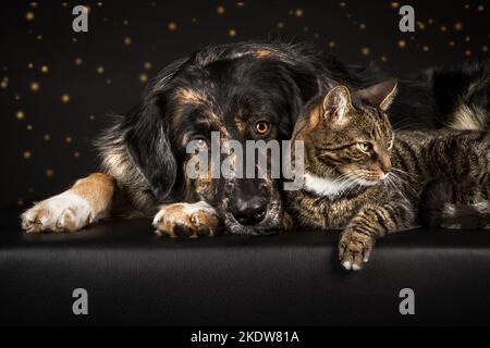 Hund und Katze Stockfoto