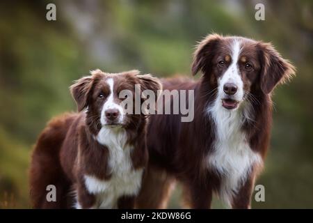 Miniature Australian Shepherd Stockfoto