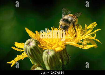 Hummel mit Pollen auf dem Kopf auf einem Dandelion, in einem Sonnenstrahl Stockfoto