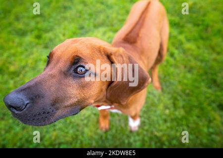 Sechs Monate alter rhodesischer Ridegback-Welpe, der zur Kamera blickt - ridgeback auf dem Display. Fawn in Farbe, Puppy Eyes. Stockfoto