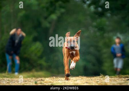 Sechs Monate alter Rhodesian Ridegback Welpe läuft auf die Kamera zu, die Besitzer sind verdeckt. Fawn in Farbe mit schönen weißen Vorderpfote zu. Stockfoto