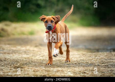 Sechs Monate alter rhodesischer Ridegback-Welpe, der mit einer weißen Pfote und einem Schwanz nach oben zur Kamera läuft, in Farbe gehauen. Stockfoto