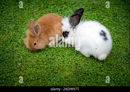 Zwei kleine Hasen spielen zusammen auf dem Gras. Beide sehr eng beieinander. Ein brauner und ein weißer Hase. Stockfoto