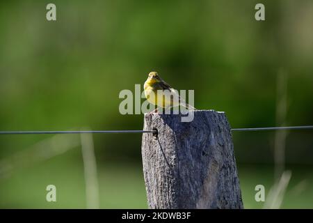 Saffron Yellow Finch. Sicalis flaveola. Patagonia Argentinien Stockfoto