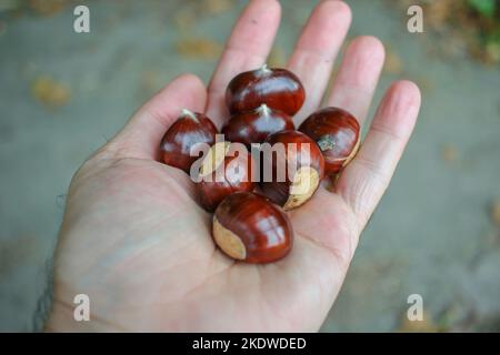 Kastanien in meiner Hand im Herbst Stockfoto