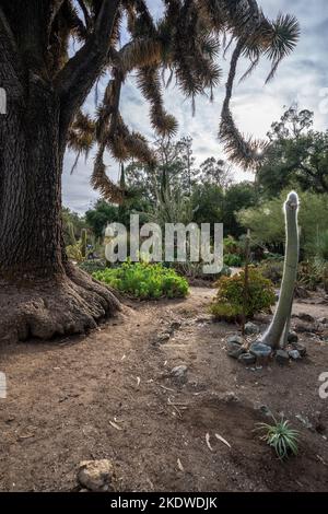 Kaktusgarten an einem späten Nachmittag im Herbst | Kalifornien Stockfoto
