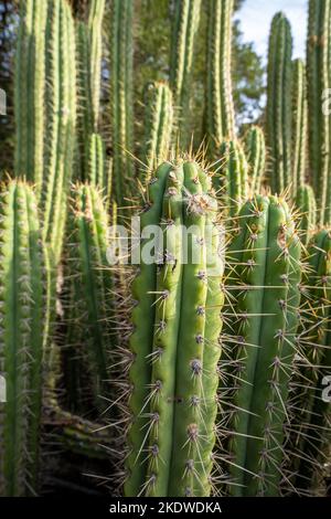 Kaktusgarten an einem späten Nachmittag im Herbst | Kalifornien Stockfoto