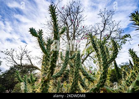Kaktusgarten an einem späten Nachmittag im Herbst | Kalifornien Stockfoto