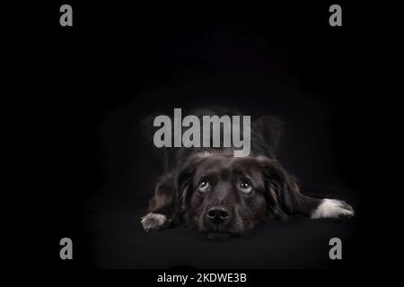 liegenden Border-Collie-Mischling Stockfoto