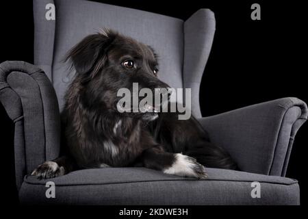 liegenden Border-Collie-Mischling Stockfoto