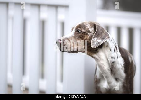 Louisiana Catahoula Leopard Dog Portrait Stockfoto