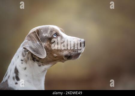 Louisiana Catahoula Leopard Dog Portrait Stockfoto