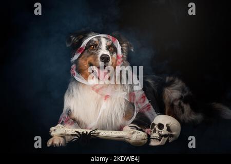 Australian Shepherd liegend Stockfoto