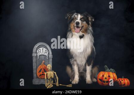 Australian Shepherd zu sitzen Stockfoto