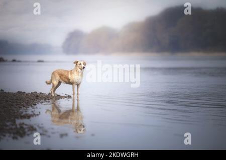 Australian-Shepherd-Labrador-Retriever Stockfoto